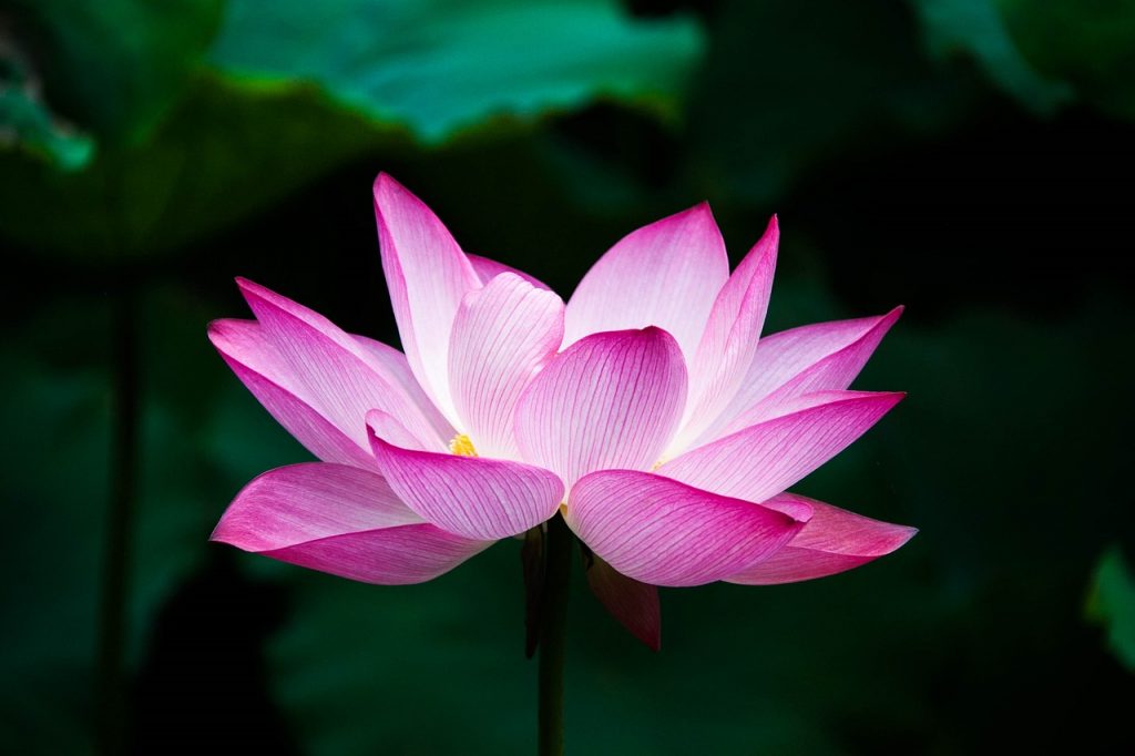 lotus, flower, bloom-978659.jpg